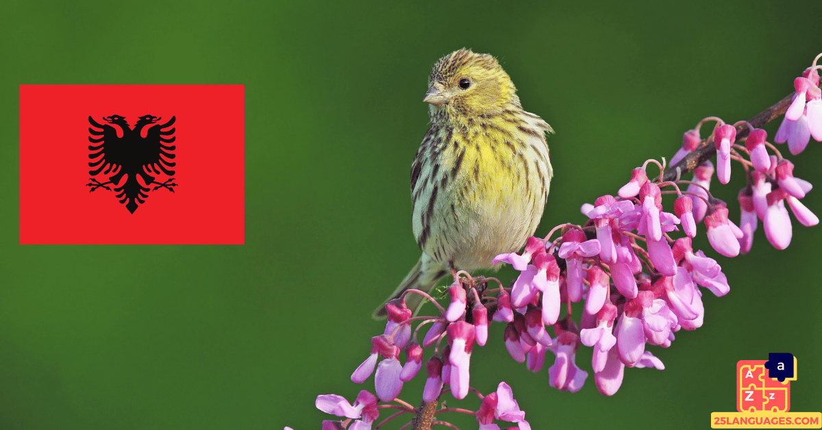 Learn Albanian - Birds Names