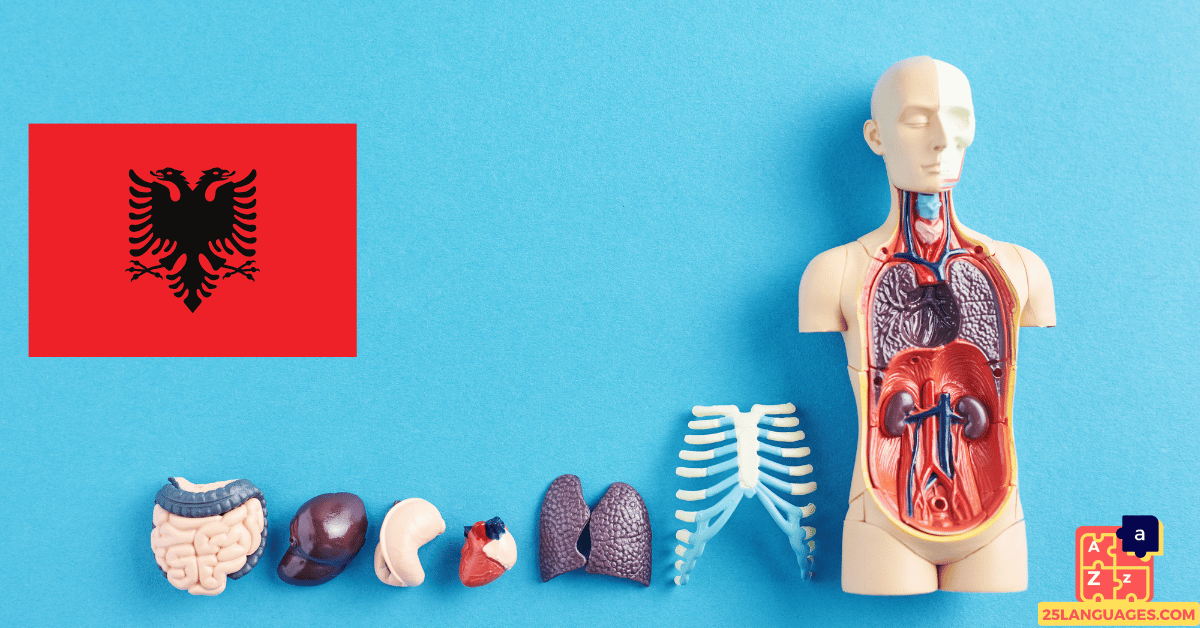 Learn Albanian - Human Body