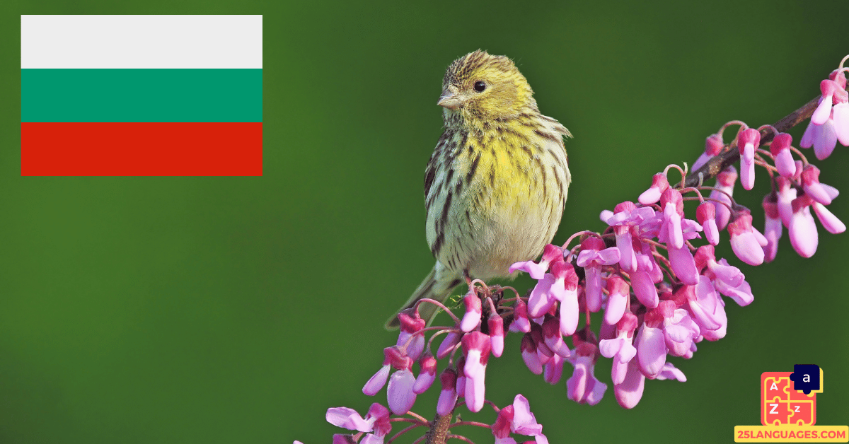 Learn Bulgarian - Birds Names