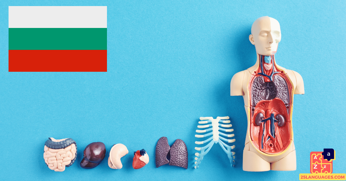 Learn Bulgarian - Human Body
