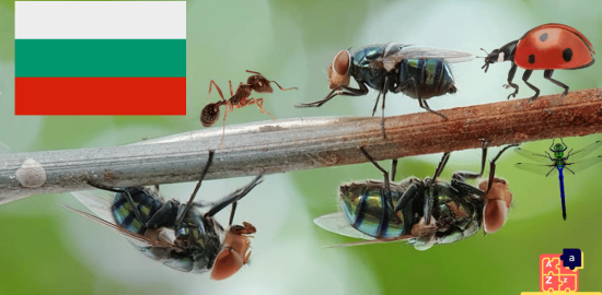 Learn Bulgarian - Insects