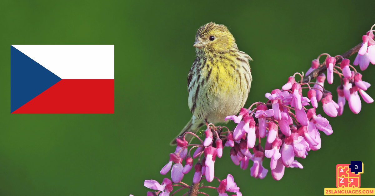 Learn Czech - Birds Names