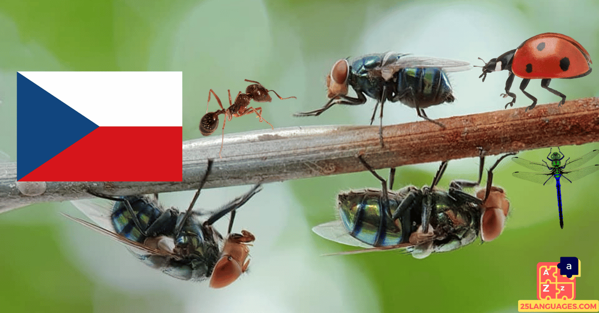 Learn Czech - Insects