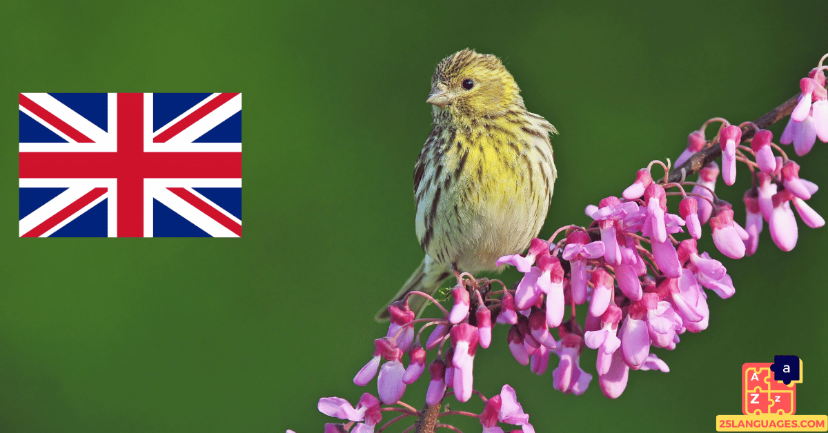 Learn English - Birds Names