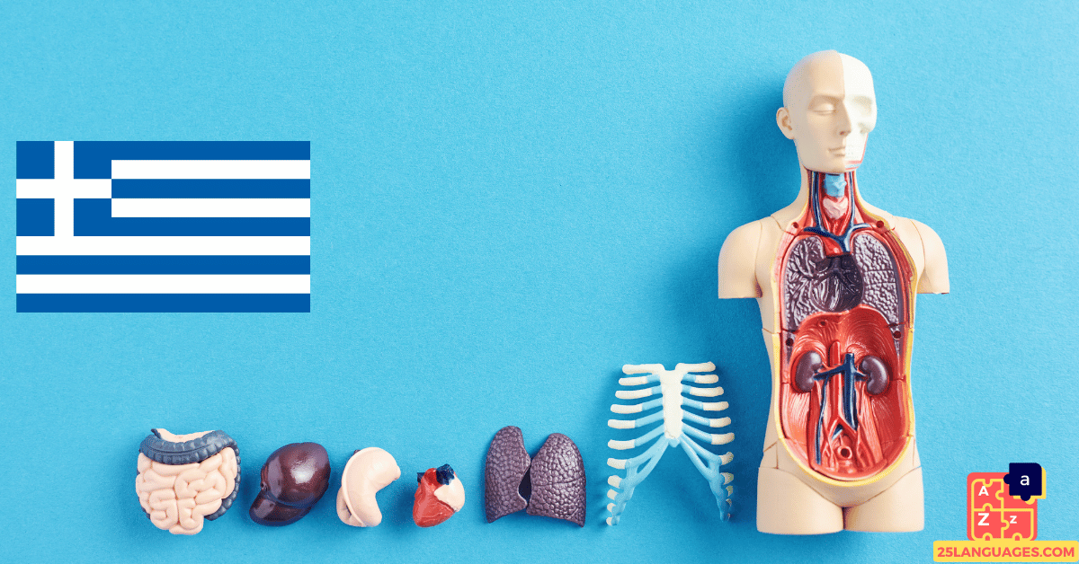 Learn Greek - Human Body Parts