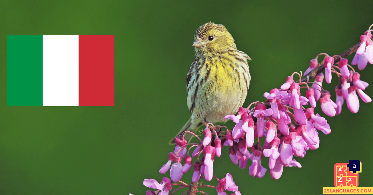 Learn Italian - Birds Names