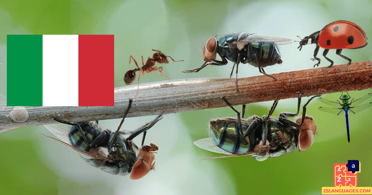 Apprendre l'italien - Insectes
