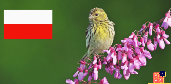 Learn Polish - Birds Names
