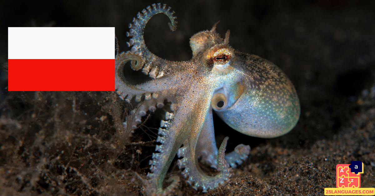 Learn Polish - Names of Marine Creatures