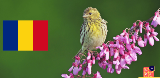 Learn Romanian - Birds Names