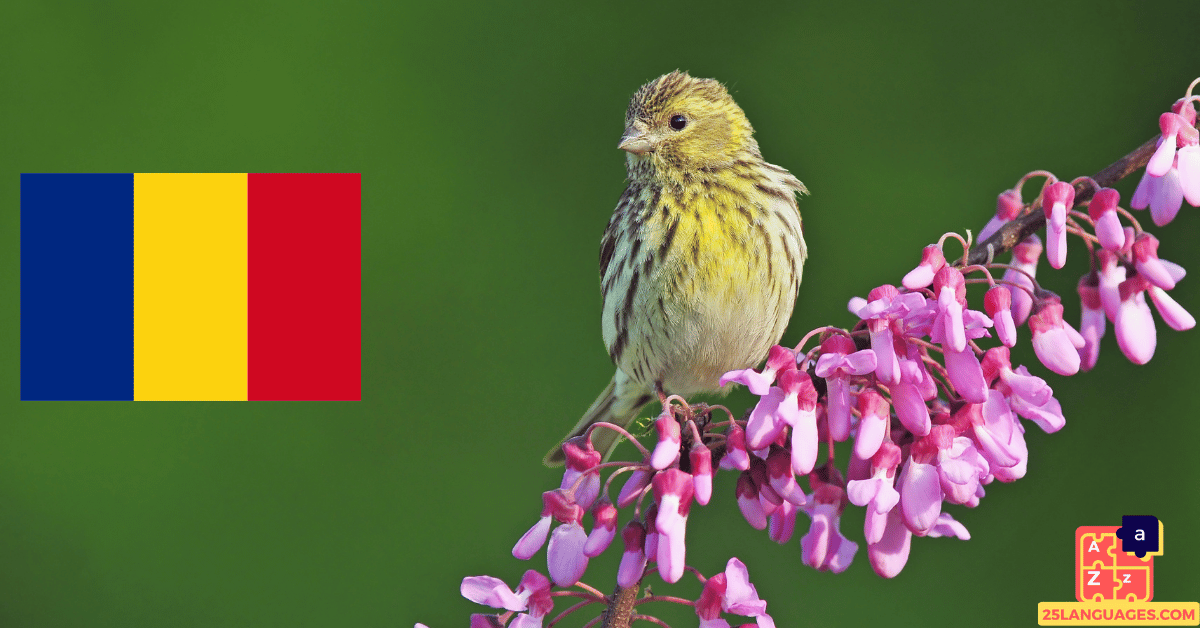 Learn Romanian - Birds Names