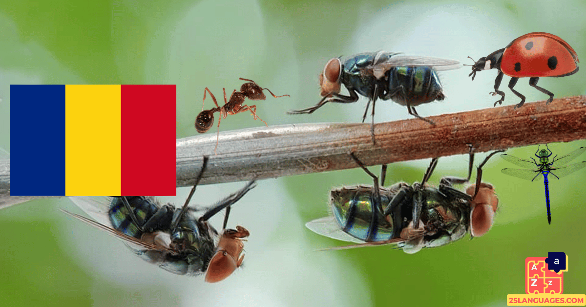 Learn Romanian - Insects