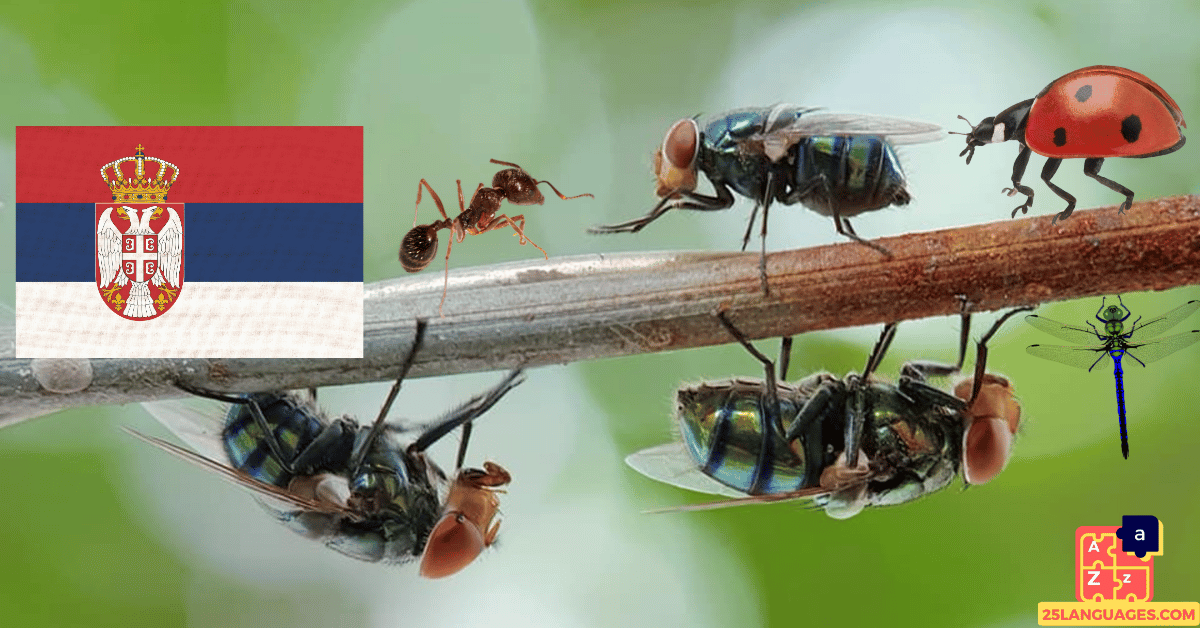 Apprendre le serbe - Insectes