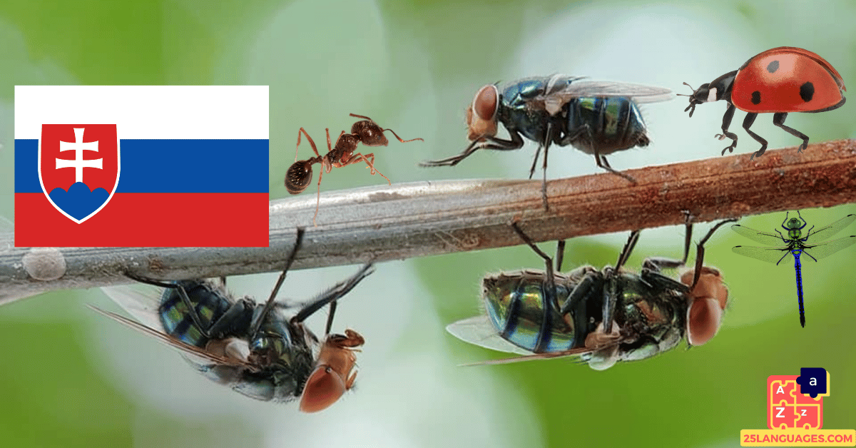 Learn Slovak - Insects