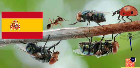 Learn Spanish - Insects