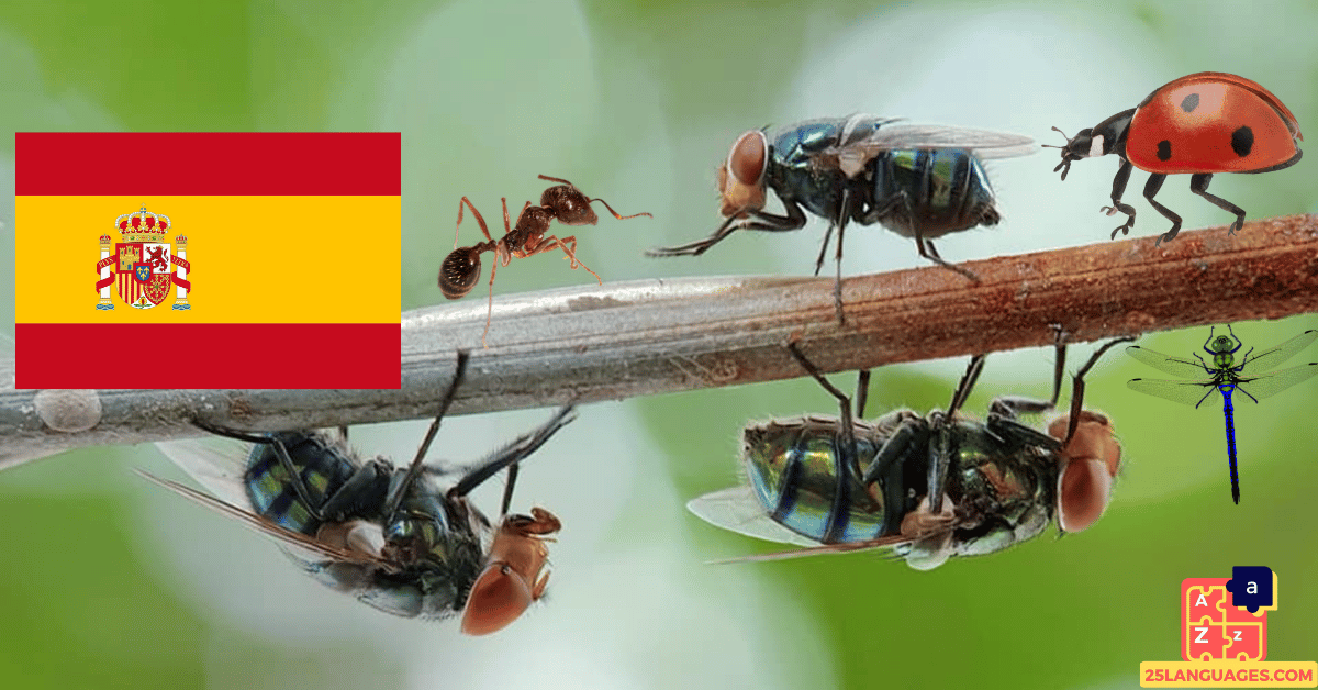 Learn Spanish - Insects
