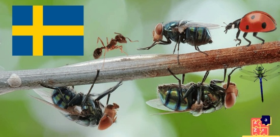 Learn Swedish - Insects