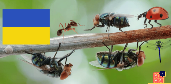 Learn Ukrainian - Insects